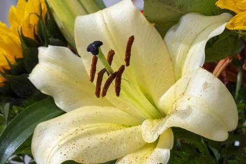 Flower Macro Stock Photos