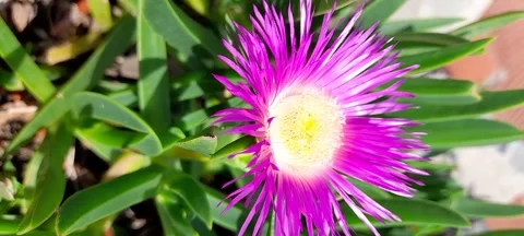 Flower in Macro for Relaxation Stock Footage 327864994