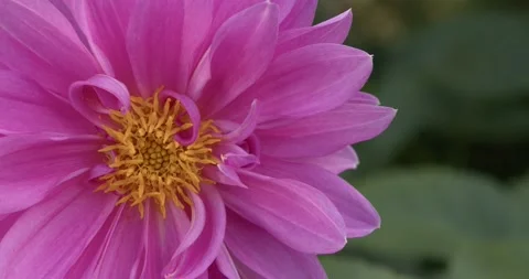 Flower macro shooting Stock Footage 226236879