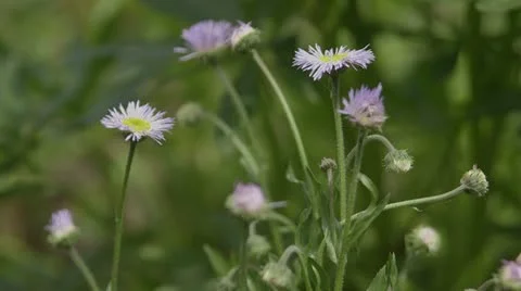Flower macro shot Stock Footage 21948304
