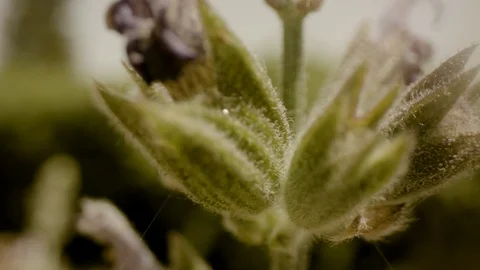 Flower macro shot Stock Footage 108207004