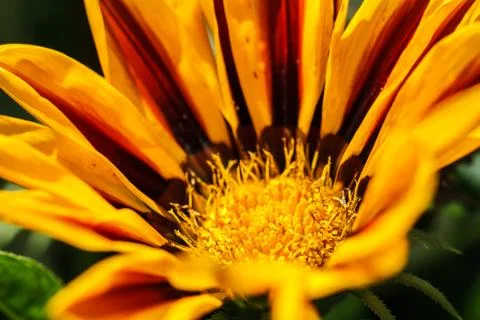 Flower macro shot Stock Photos