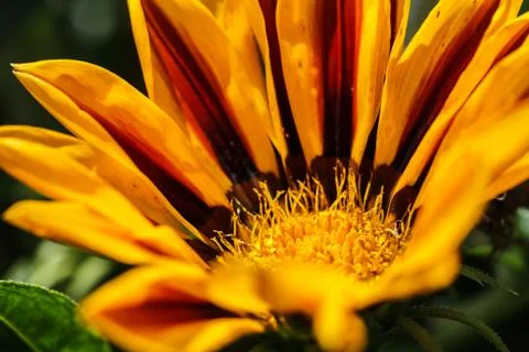 Flower macro shot Foto stock