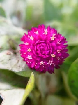 Flower macro shot Stock Photos