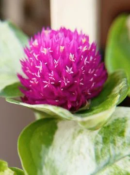 Flower macro shot Stock Photos