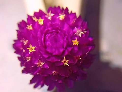 Flower macro shot 스톡 사진