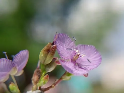 Flower macro shot Stock Photos