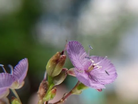 Flower macro shot Stock Photos