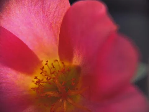 Flower macro shot 스톡 사진