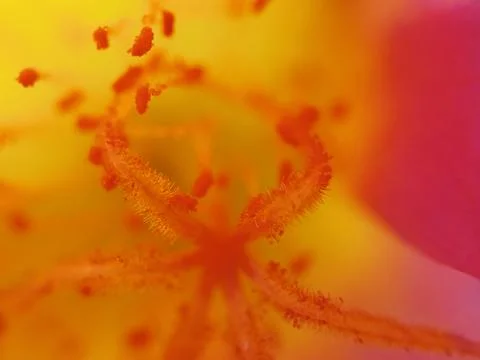 Flower macro shot Stock Photos