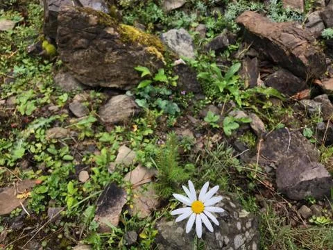 Flower made of stone Stock Photos