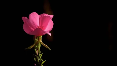 Flower magic.Pink flower on a black background.The lily blossomed. Stock Footage 105347436