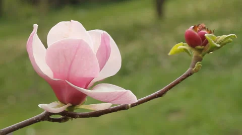 Flower  magnolia tree Stock Footage 6538682