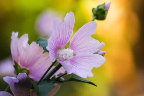 Flower of the mallow Foto stock