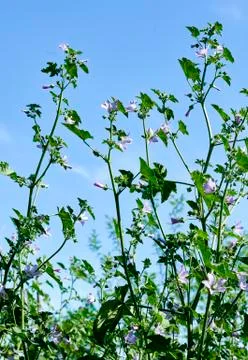 Flower of malva Stock Photos