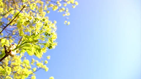 Flower maple HD 動画素材 106456694
