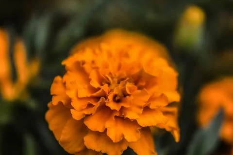 Flower marigold in macro on green background Stock Photos