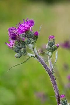 Flower of Marsh thistle Stock Photos