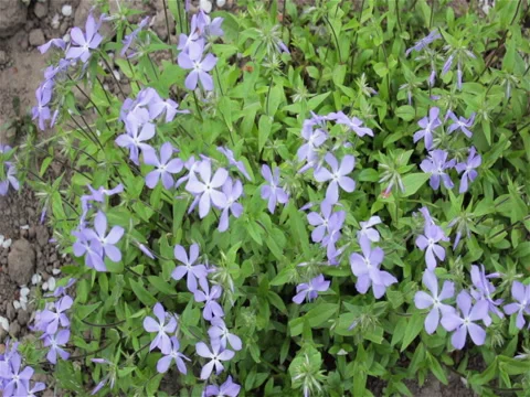 Flower matthiola Stock Footage 76212132