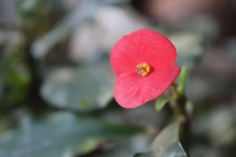Flower Mawar Foto stock