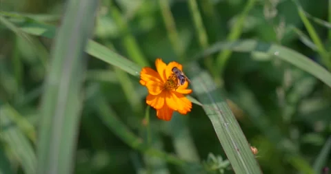 Flower meadow 01 Stock Footage 172543911