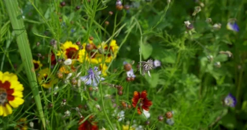 Flower meadow 02 Stock Footage 172543923