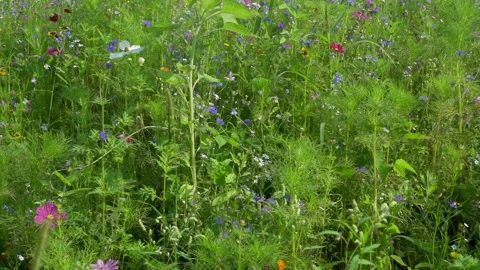 Flower meadow 03 Stock Footage 172543921