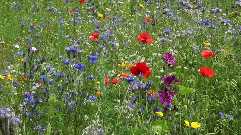 Flower meadow 2 with wind Stock Footage 135496915