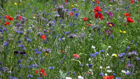 Flower meadow 3 close Stock Footage 135496888