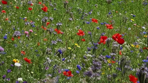 Flower meadow 4 Stock Footage 135496878