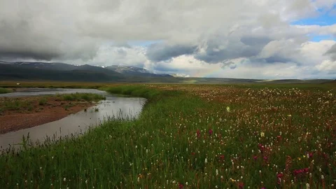 Flower meadow on a background of mountains Stock Footage 72298316