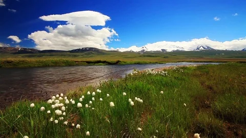 Flower meadow on a background of mountains Vídeo Stock 72299790