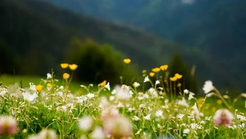 Flower meadow. Blurred spring background. Bright colors, summer mood Stock Photos