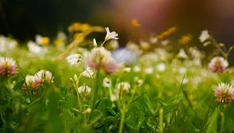 Flower meadow. Blurred spring background. Bright colors, summer mood Stock Photos