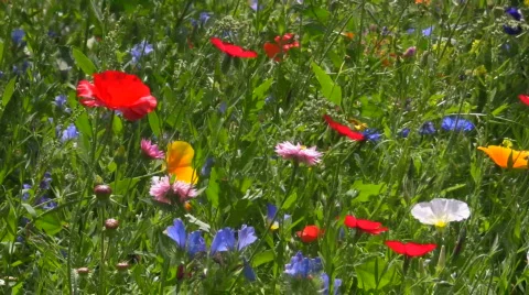 Flower meadow Stock Footage 572597