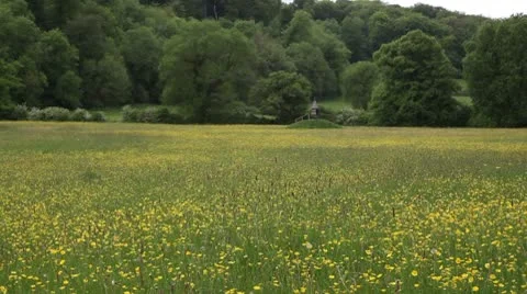 Flower Meadow Stock Footage 8927547