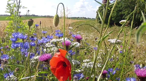 Flower meadow. Stock Footage 32702608