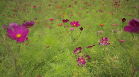 Flower in a meadow Stock Footage 52592245