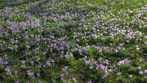 Flower meadow Stock Footage 103616735