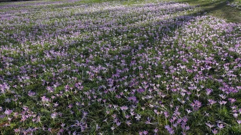 Flower meadow Stock Footage 103617335