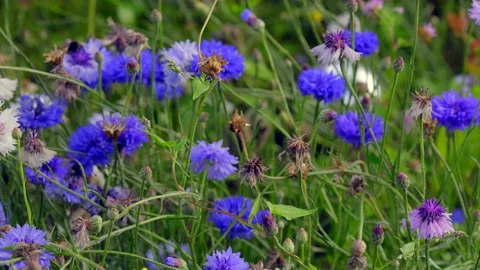 Flower meadow Stock Footage 135495906