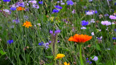 Flower meadow Stock Footage 135495907