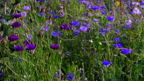 Flower meadow Stock Footage 135496075