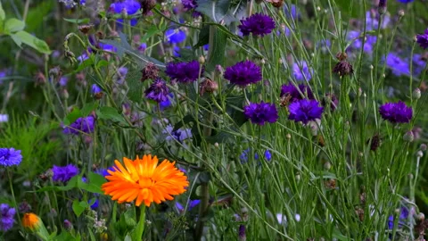 Flower meadow Stock Footage 135496189