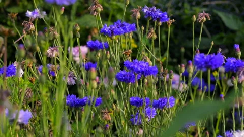 Flower meadow Stock Footage 135496367