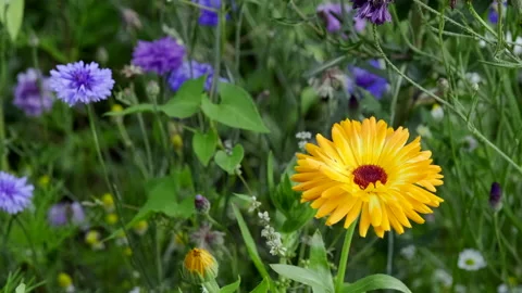 Flower meadow Stock Footage 135496454