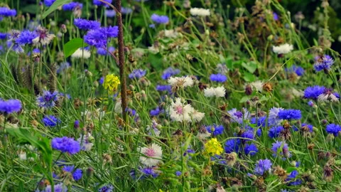 Flower meadow Stock Footage 135496492