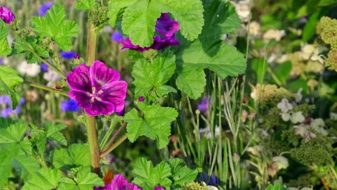 Flower meadow Stock Footage 135496522