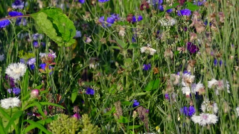 Flower meadow Stock Footage 135496595
