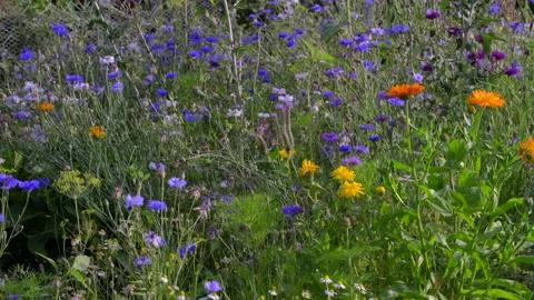 Flower meadow Stock Footage 135496654